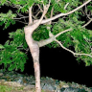 Meet your Posher, Tree